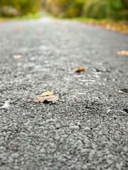 Close-up of textured wet tarmac road, glistening with moisture and scattered fallen autumn leaves, stretching into the distance between trees under a soft overcast sky, evoking calm rural stillness.