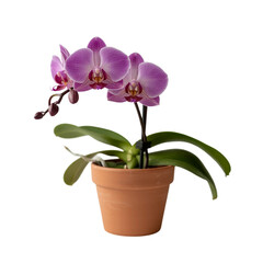 Vibrant pink orchid plant in pot isolated on white background 