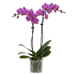 Vibrant pink orchid plant in pot isolated on white background 