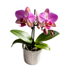 Vibrant pink orchid plant in pot isolated on white background 