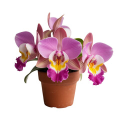 Vibrant pink orchid plant in pot isolated on white background 