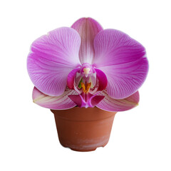 Vibrant pink orchid plant in pot isolated on white background 