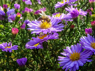 Fototapeta premium Purple autumn aster flowers with bee.