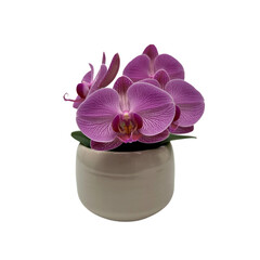 Vibrant pink orchid plant in pot isolated on white background 
