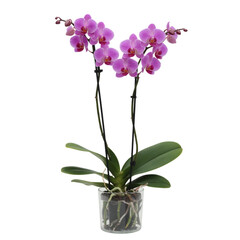 Vibrant pink orchid plant in pot isolated on white background 