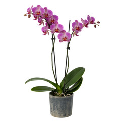 Vibrant pink orchid plant in pot isolated on white background 