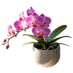 Vibrant pink orchid plant in pot isolated on white background 