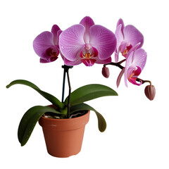 Vibrant pink orchid plant in pot isolated on white background 