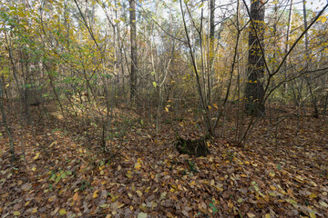 Autumn Forest Floor Covered with Golden Leaves
