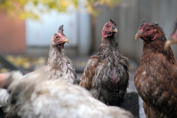 Dirty Chickens Roaming in a Farmyard During an Overcast Afternoon