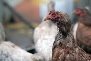 Dirty Chickens Roaming in a Farmyard During an Overcast Afternoon