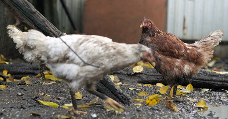 Dirty Chickens Roaming in a Farmyard During an Overcast Afternoon
