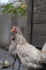 Dirty Chicken in a Rural Setting During the Afternoon Light With Visible Dirt on Its Feathers and Surroundings