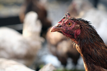 Dirty Chicken in a Rural Setting During the Afternoon Light With Visible Dirt on Its Feathers and Surroundings