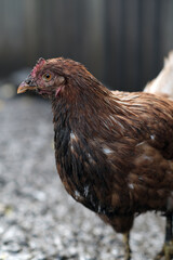 Dirty Chicken in a Rural Setting During the Afternoon Light With Visible Dirt on Its Feathers and Surroundings