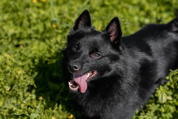 black schipperke dog sitting on lawn with green grass in sunny summer day, dogwalking concept