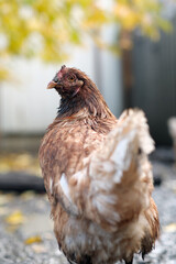 Dirty Chicken in a Rural Setting During the Afternoon Light With Visible Dirt on Its Feathers and Surroundings