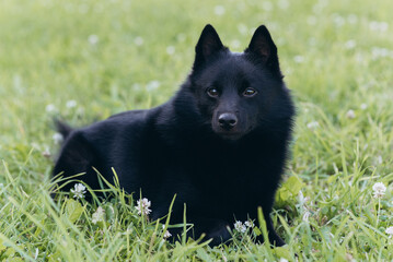 black schipperke dog lying on lawn with green grass in sunny summer day, dogwalking concept