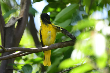 A Black-hooded Oriole (Oriolus xanthornus) is a striking bird with a bright yellow body, a solid black hood, and a pinkish-red beak, commonly found in Asia.