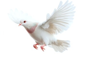 Obraz premium White dove with spread wings flying against white background, isolated cutout for design projects and creative use. Pink beak and feet add delicate accent.
