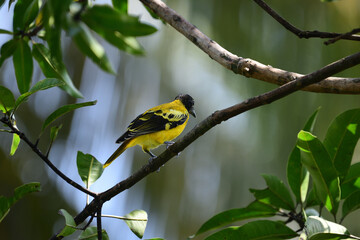 A Black-hooded Oriole (Oriolus xanthornus) is a striking bird with a bright yellow body, a solid black hood, and a pinkish-red beak, commonly found in Asia.