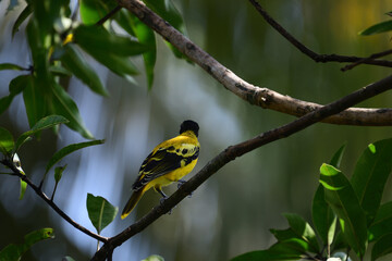 A Black-hooded Oriole (Oriolus xanthornus) is a striking bird with a bright yellow body, a solid black hood, and a pinkish-red beak, commonly found in Asia.