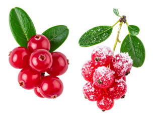  Red berry set with cranberries, currants, and frosted branches isolated on transparent background