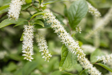 Fototapeta premium white wild flowers in spring