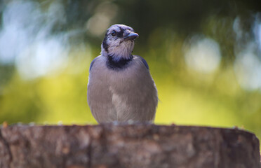 Blue Jay sitting calmly on a tree stump in soft sunlight