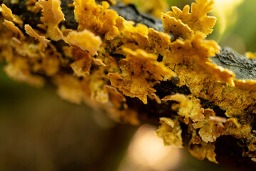 lichen on a tree