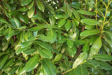 lush green leaves in natural sunlight