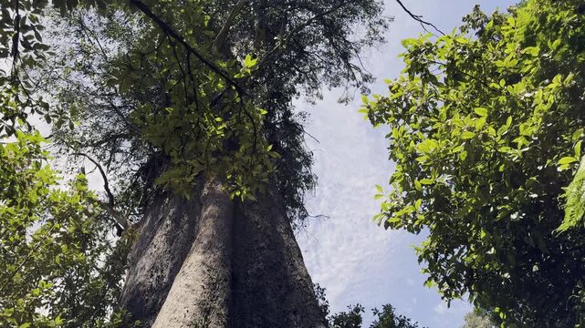 view inside hollowed massive blue tier Kauri tree standing along a hiking path through the virgin rain forest of Tasmania.