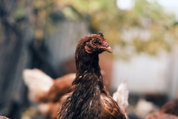 A chicken covered in dirt stands in a rural area showcasing its unclean feathers as sunlight illuminates its surroundings The environment reflects a natural farm setting