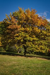 Naklejka premium Large oak tree with autumn foliage