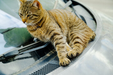 Striped street cat lying comfortably on the windshield of a parked car. Urban animal behavior scene showing relaxation, warmth, and everyday city life.