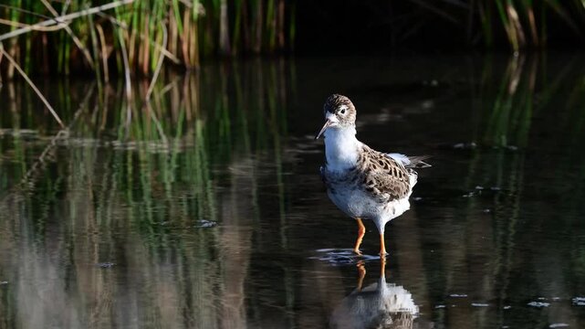 Ruff male cleaning its faethers // Kampfl&auml;ufer-M&auml;nnchen bei der Gefiederpflege (Calidris pugnax)