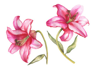 Watercolor lilies, hand drawn floral illustration, set of pink flowers isolated on white background.