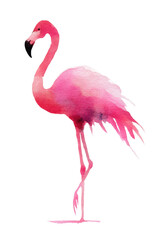 Obraz premium pink flamingo isolated on white