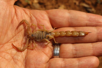 Palestinian yellow scorpion (Leiurus quinquestriatus) also known as the Deathstalker, calmly rests on an expert’s unmoving hand, steady as a rock. powerful shot symbolizing danger, courage and science
