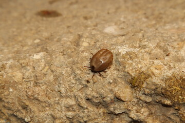 Closeup Female tick walking on rough stone after dropping from its host, searching for a place to lay eggs. Ideal for medical, veterinary, and parasitology content about zoonotic disease transmission.