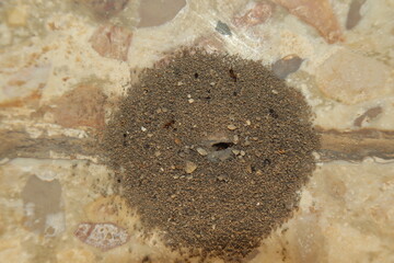 Ant nest built on a hard tile surface with fine stones pushed out by tiny ants. Shows incredible...