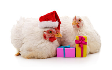 Two white chickens with Christmas gifts and Santa hat on white background.