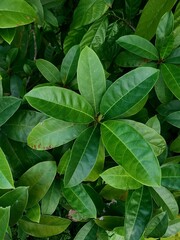 green leaves background