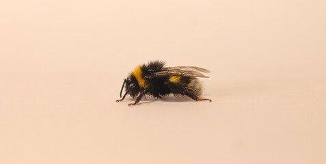 Bumblebee isolated on white background, showing yellow black stripes detail and fuzzy body texture. Ideal for illustrating pollination, insect anatomy and environmental education. insects bee, insect.