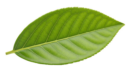 Obraz premium Fresh Green Leaf