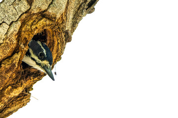 Naklejka premium Hairy Woodpecker Mom, Peering From Her Tree Nest Hole, Photo Over a Transparent Isolated PNG Background