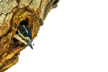 Hairy Woodpecker Mom, Peering From Her Tree Nest Hole, Photo Over a Transparent Isolated PNG Background