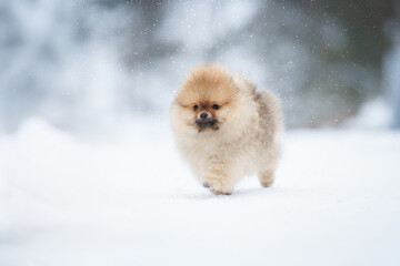 red pomeranian spitz puppy walking outdoors in winter