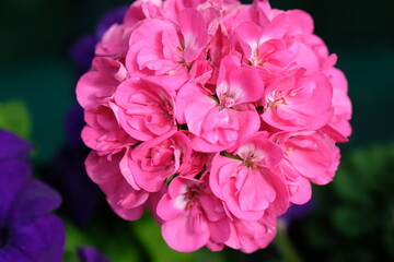 pink flowers close-up