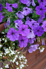 purple and white flowers close-up